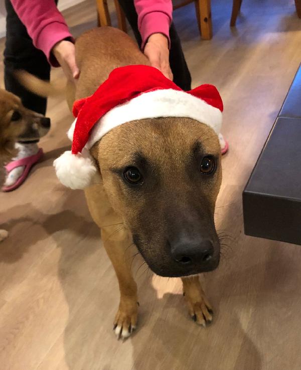 Una Casa Per Il Meraviglioso Ikarys!